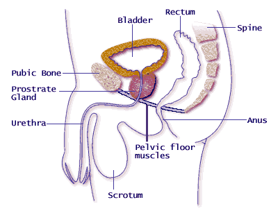 diagram showing location of pelvic floor muscles