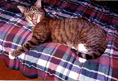 Jack yawning