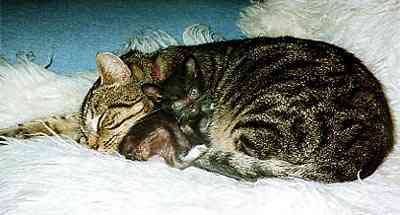 Jack and Widget