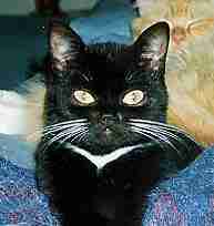 photo of Widget as an adult