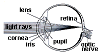 line diagram of eyeball anatomy
