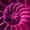 portion of nautilus shell photo, click here to go to essay
