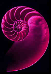 nautilus shell