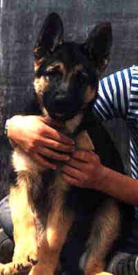 german shepherd puppy