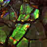 thumbnail of irridescent green shell