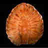 thumbnail of photo at site of ancient seeds