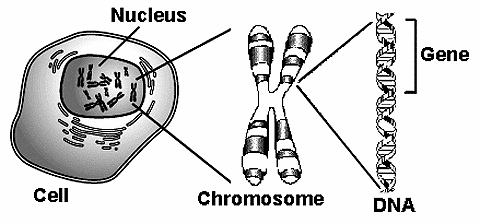 drawing showing the relationship of a cell, chromosome, DNA and gene