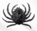 a crab
