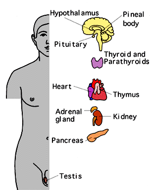 drawing showing the location of the various glands