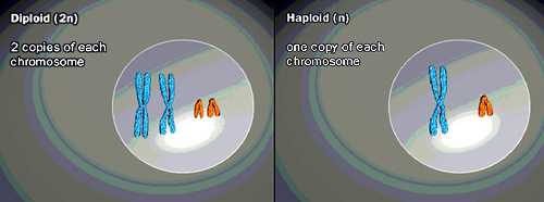 drawing showing haploid and diploid