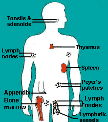 drawing showing lymphatic system and placement of spleen