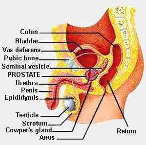 drawing of male reproductive system