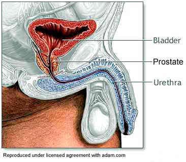 drawing showing location of the prostate gland