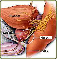 drawing showing location of the cavernous nerves that control erections